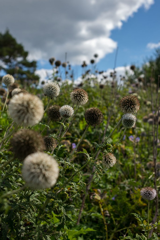 002-1037 - 2014-08-30 - Fields & Clouds M(240) 35mm