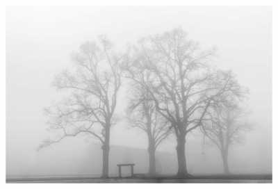 Fog & Trees on January 1