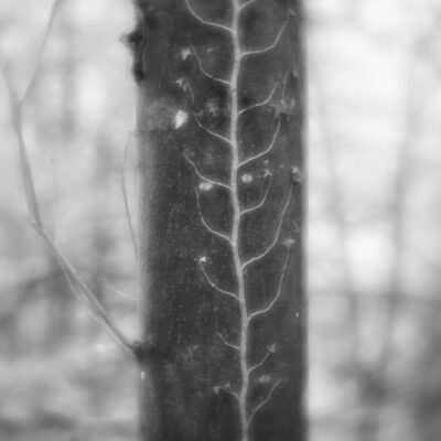 Artery of Life