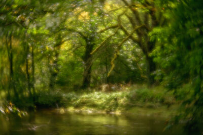 Enchanted Forest