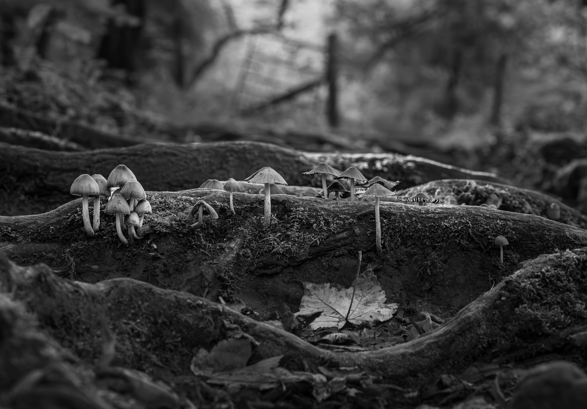 Mushrooms march beneath twisted roots