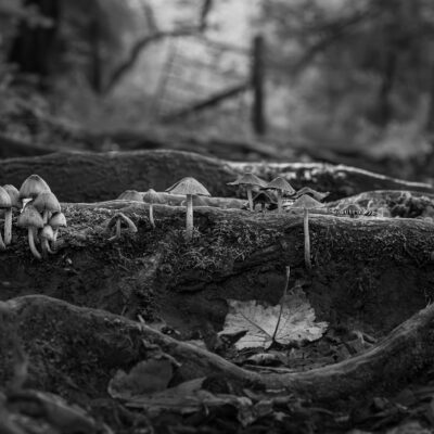 Mushrooms march beneath twisted roots
